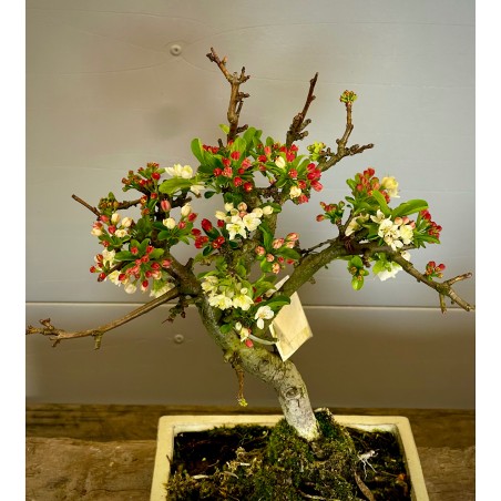 Manzano Sargentii Tina MS2