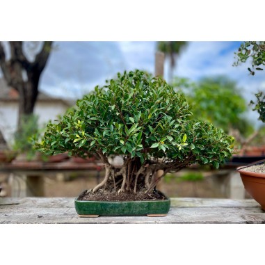 Ficus VIP 2
