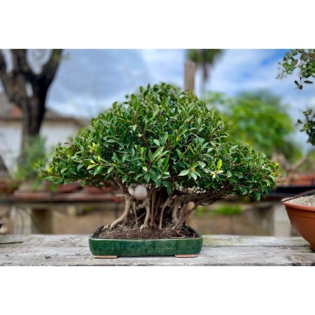 Ficus VIP 2