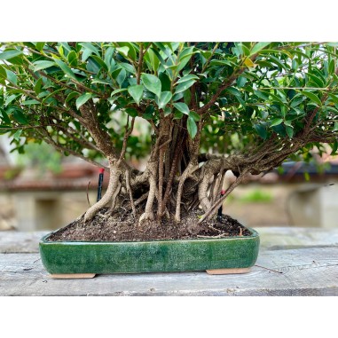 Ficus VIP 2