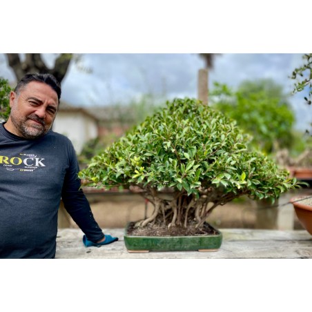 Ficus VIP 2