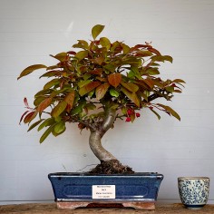 Manzano Diablo Rojo MC3