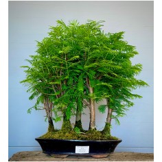 Bosque Metasequoia B MS2