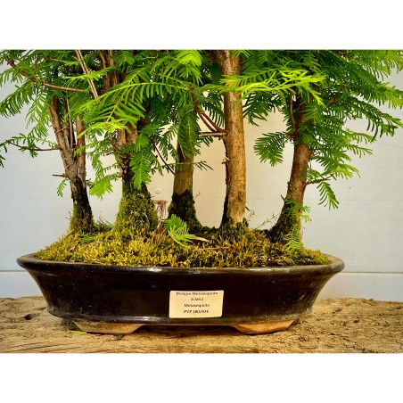 Bosque Metasequoia B MS2