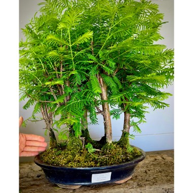 Bosque Metasequoia B MS2