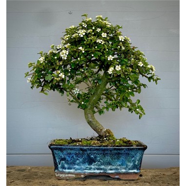 Cotoneaster Beauty C1