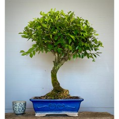 Olmo Nire Keyaki ZS4