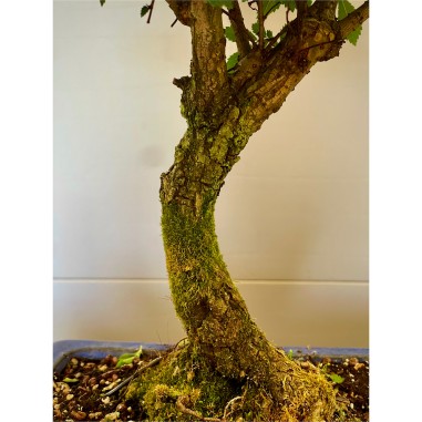 Olmo Nire Keyaki ZS4