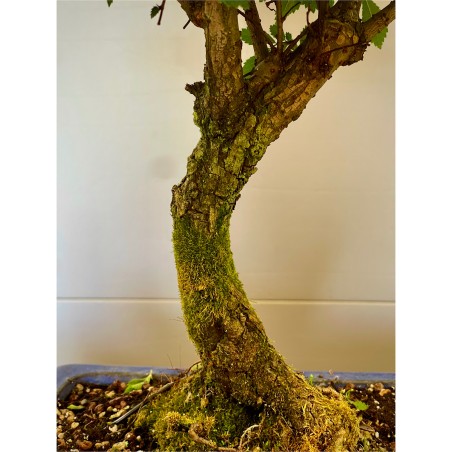 Olmo Nire Keyaki ZS4