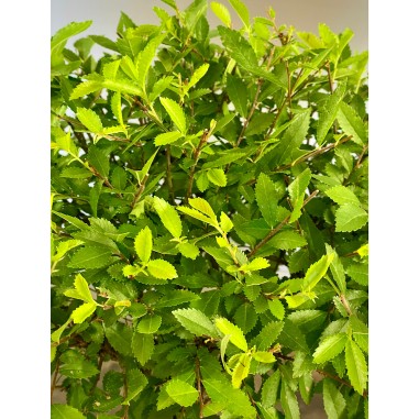 Olmo Nire Keyaki ZS4