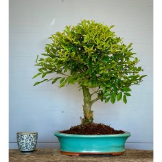 Olmo Nire Keyaki ZS1