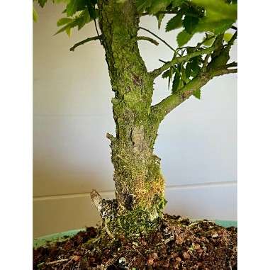 Olmo Nire Keyaki ZS1