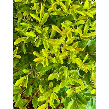 Olmo Nire Keyaki ZS1