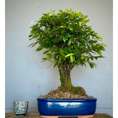 Olmo NIRE KEYAKI ZS2