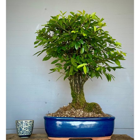 Olmo NIRE KEYAKI ZS2