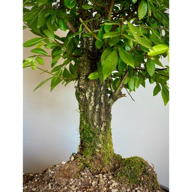 Olmo NIRE KEYAKI ZS2