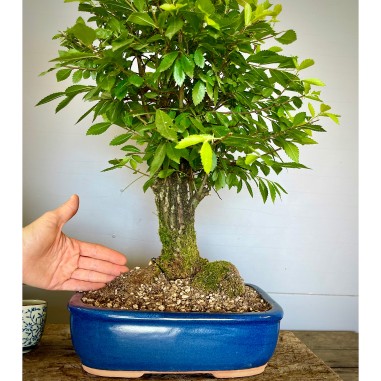 Olmo NIRE KEYAKI ZS2