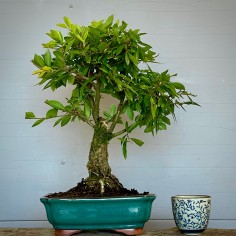 Olmo NIRE KEYAKI ZS5