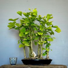 Bosque Ginkgo Biloba B GB1