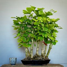 Bosque Ginkgo Biloba B GB2