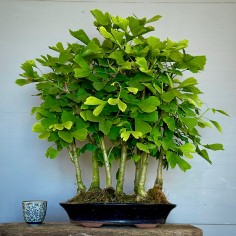 Bosque Ginkgo Biloba B GB3