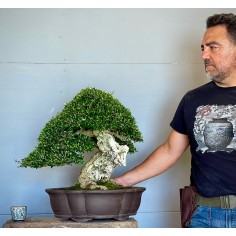 Ullastre Mallorquin -CL1-