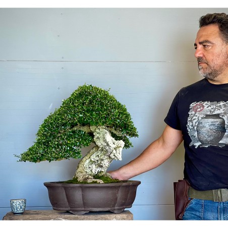 Ullastre Mallorquin -CL1-