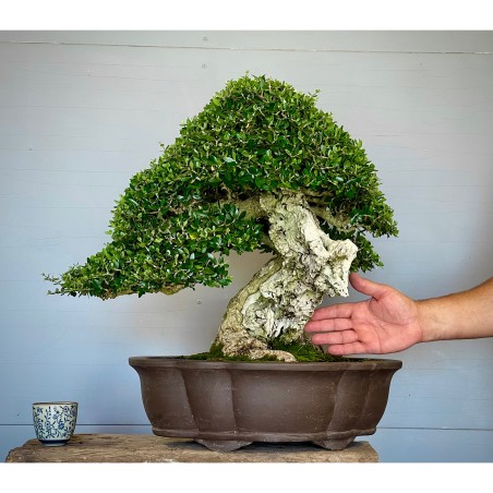 Ullastre Mallorquin -CL1-