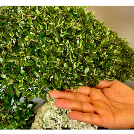 Ullastre Mallorquin -CL1-