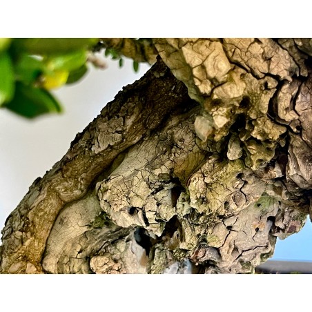 Ullastre Mallorquin -CL1-