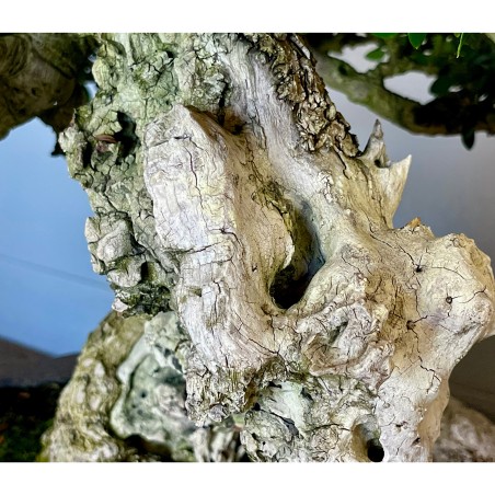 Ullastre Mallorquin -CL1-