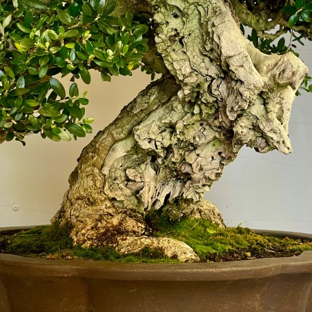 Ullastre Mallorquin -CL1-