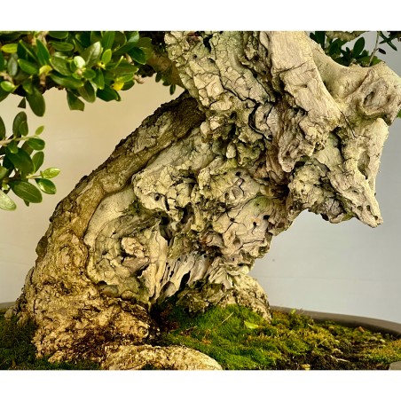 Ullastre Mallorquin -CL1-