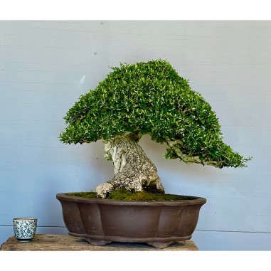 Ullastre Mallorquin -CL1-