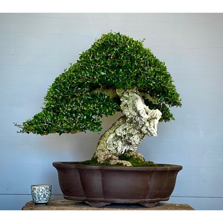 Ullastre Mallorquin -CL1-