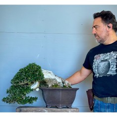 Ullastre Mallorquin -CL2-