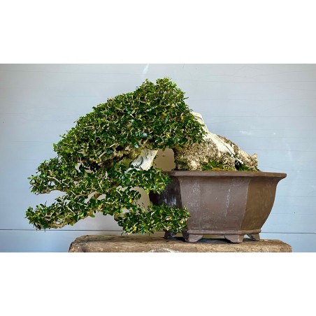 Ullastre Mallorquin -CL2-