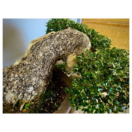 Ullastre Mallorquin -CL2-