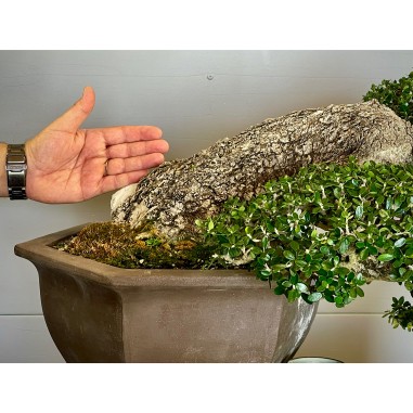 Ullastre Mallorquin -CL2-