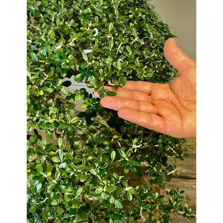 Ullastre Mallorquin -CL2-