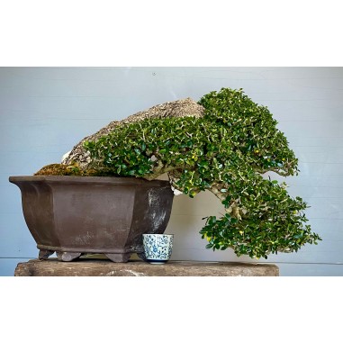 Ullastre Mallorquin -CL2-