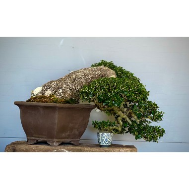 Ullastre Mallorquin -CL2-