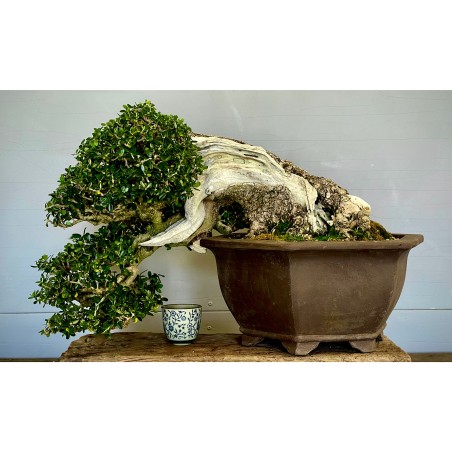 Ullastre Mallorquin -CL2-