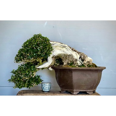 Ullastre Mallorquin -CL2-