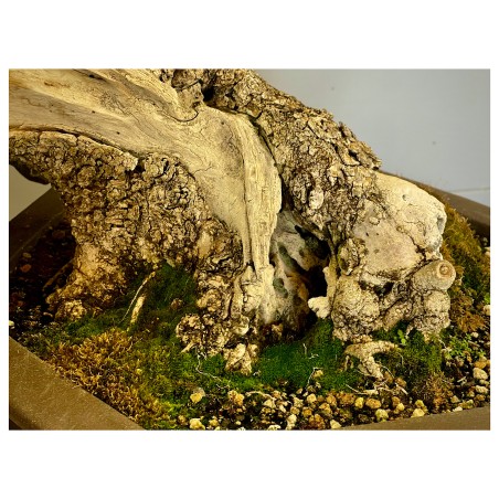 Ullastre Mallorquin -CL2-