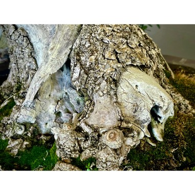 Ullastre Mallorquin -CL2-