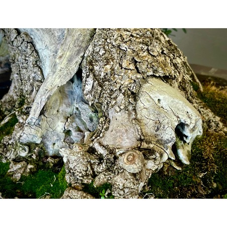 Ullastre Mallorquin -CL2-