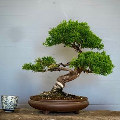 Juniperus Itoigawa JCI1