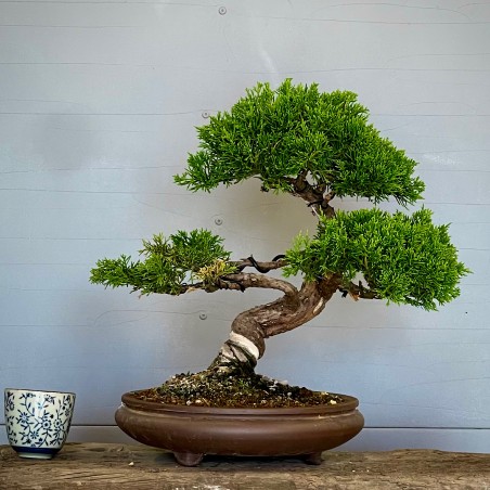 Juniperus Itoigawa JCI1