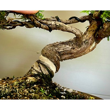 Juniperus Itoigawa JCI1